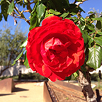 Rosicrucian Park Rose